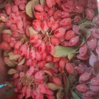 زرشک درجه یک قائنات مشهد وزعفران امروز تازه امده|خوردنی و آشامیدنی|قم, یخچال قاضی|دیوار