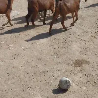 بزغاله ماده بزرگ و کولار چاق وسرحال|حیوانات مزرعه|کاشمر, |دیوار