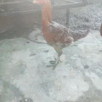 مرغ لاری اصیل|پرنده|تولم شهر, |دیوار