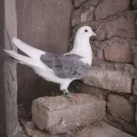 کفتر
