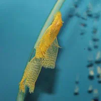 آکواریوم شهر ماهی|ماهی|کرمانشاه, |دیوار