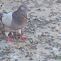 درود درود|پرنده|جونقان, |دیوار