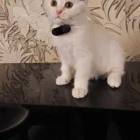 بچه گربه بریتیش نر شورت هیر