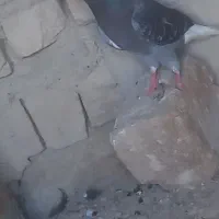 کبوتر ماده