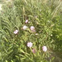 انواع خدمات باغداری