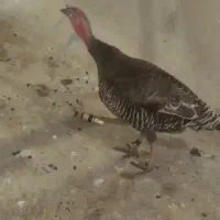 بوقلمون|حیوانات مزرعه|دهدشت, |دیوار