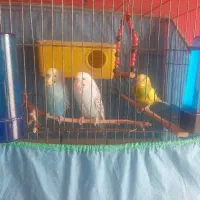 مرغ عشق ۳ عدد