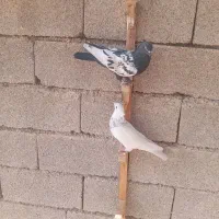 فروش کبوتر|پرنده|برازجان, |دیوار