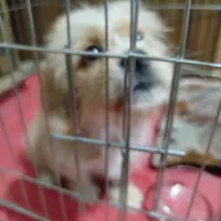 واگذاری سگ پودل کراس|سگ|باقرشهر, |دیوار