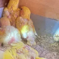 طوطی برزیلی سرلاکی