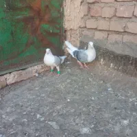 نروماده پشت کویتی به ضمانت تخم وجوجه|پرنده|کاشمر, |دیوار