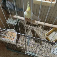 عروس هلندی جفت|پرنده|اردکان, |دیوار