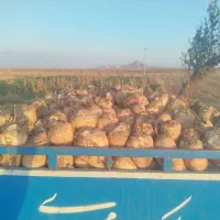 چغندر تحویلی همه روزه