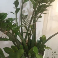 گل زاموفیلیا بزرگ