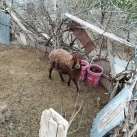 گوسفند ماده همو سه قلوزا