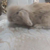 خرگوش لپ ناز