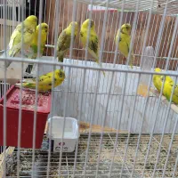 ۴ جفت مرغ عشق جوان نژاد دار