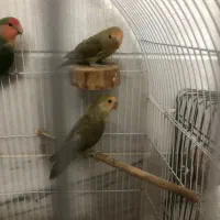 جوجه برزیلی|پرنده|محلات, |دیوار