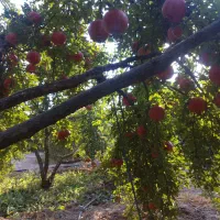 فزوش انار|خوردنی و آشامیدنی|شیراز, اکبر آباد|دیوار