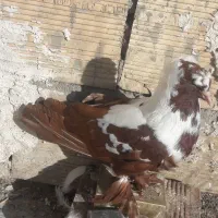 سلام یه عدد ککیلی