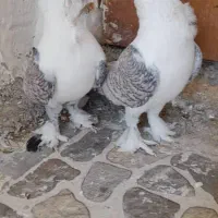 کبوتر بلژیکی درشت