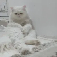 گربه پرشین (فروشی)