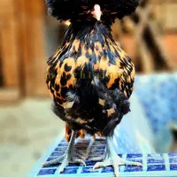 نیمچه در نژادهای برهما،پولند،سلطان،لهستانی|حیوانات مزرعه|اصفهان, بوستان ناژوان|دیوار