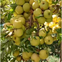 سیب باغی