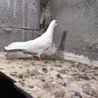 کفتر