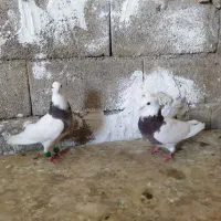 نرو ماده طوقی