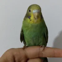 مرغ عشق ماده و ماده بالغ تخم گذار