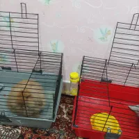 لوپ مینیاتوری زرنگ|موش و خرگوش|تهران, شهرک غرب|دیوار