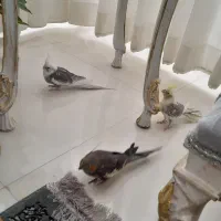 عروس هلندی|پرنده|گلبهار, شهر جدید گلبهار|دیوار