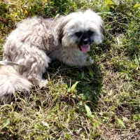 سگ شیتزو|سگ|رضوانشهر, |دیوار