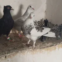 سه عدد کفتر پرشی|پرنده|شیروان (خراسان), |دیوار