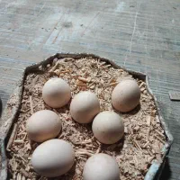 تخم مرغ لاری|حیوانات مزرعه|تهران, سعیدآباد|دیوار