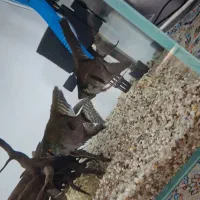 ماهی آنجل نژاد دار|ماهی|مبارکه, |دیوار