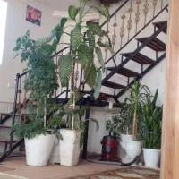 گل دیفن|گل و گیاه طبیعی|طاغنکوه, |دیوار