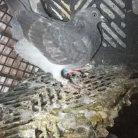 جوجه نر مگس