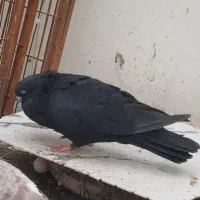 ۲۰ تا کفتر یجای ۲۵۰ هزارتومان دونه