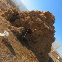 یونجه و علف چمن