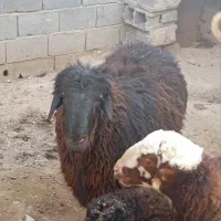 قوچ هترو|حیوانات مزرعه|چناران, |دیوار