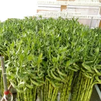 بامبو جوانه 130سانتی