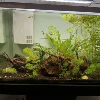 آکواریوم  پلنت بسیار زیبا|ماهی|پردیس, فاز ۲|دیوار