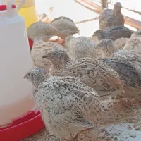 فروش فوری بلدرچین و تخم