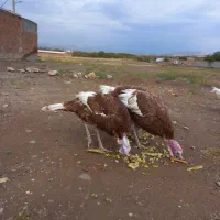 ۴عدد بوقلمون