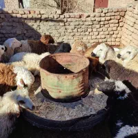 بره نر و ماده سفت چاق|حیوانات مزرعه|بیرجند, |دیوار