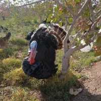 تخم نطفه داربوقلمون توافقی خروس وبوقلمون