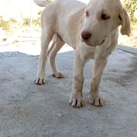 دزدیده شدن این سه تا توله پژدر عراقی