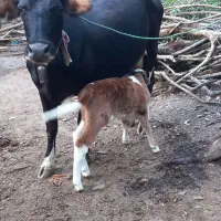 گاوجنگلی اصیل بانرگوساله 4ماهه و2ماه آبست